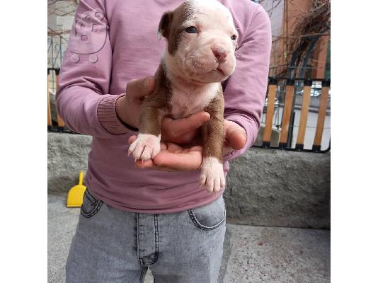 Σκύλος Pitbull